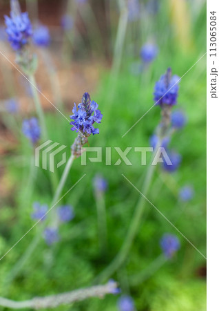 自然 天然 ナチュラル 113065084