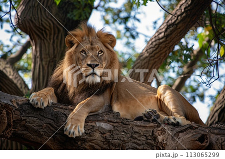 Lion Laying on Top of a Tree Branch 113065299