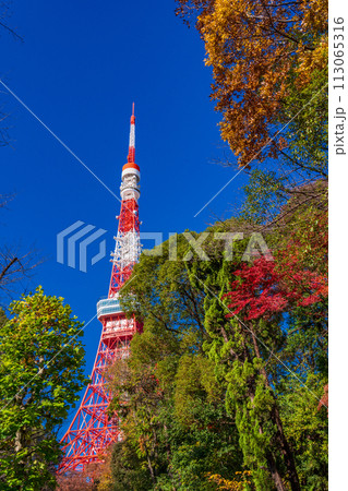 (東京都)紅葉樹と東京タワー (東京都)紅葉樹と東京タワー 113065316