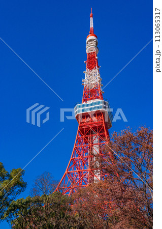 （東京都）紅葉樹と東京タワー 113065317
