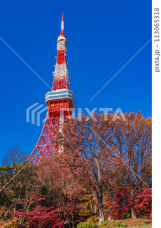 (東京都)紅葉樹と東京タワー (東京都)紅葉樹と東京タワー 113065318