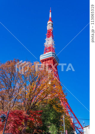 (東京都)紅葉樹と東京タワー (東京都)紅葉樹と東京タワー 113065319