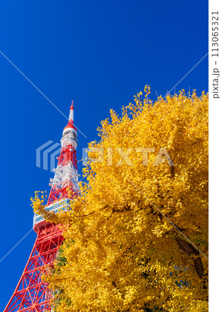 （東京都）紅葉樹と東京タワー 113065321