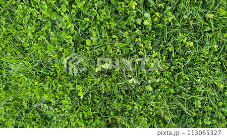 Verdant clover and grass texture top view. Lush green field, spring growth, ground cover plants, and natural background concept for design and print. 113065327