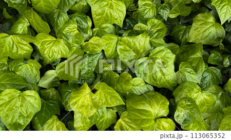 Nature background. Lush green ivy leaves with water droplets, dense leafy ground cover, freshness concept for garden design, poster, wallpaper. Nature background. Lush green ivy leaves with water droplets, dense leafy ground cover, freshness concept for garden design, poster, wallpaper. 113065352