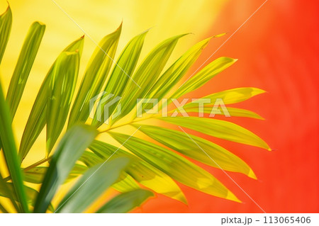 Green Plant on Red and Yellow Background Green Plant on Red and Yellow Background 113065406