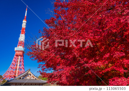 （東京都）真っ赤な紅葉樹と東京タワー 113065503