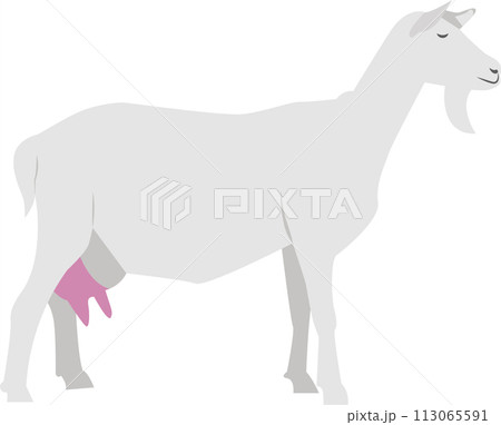 Milky goat vector icon isolated on white 113065591