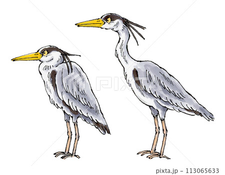 首を伸ばすアオサギと首をたたむアオサギ 113065633