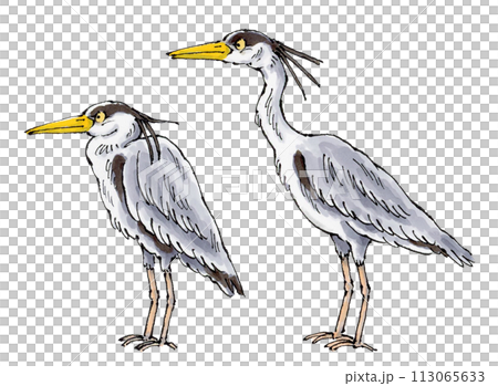 首を伸ばすアオサギと首をたたむアオサギ 113065633