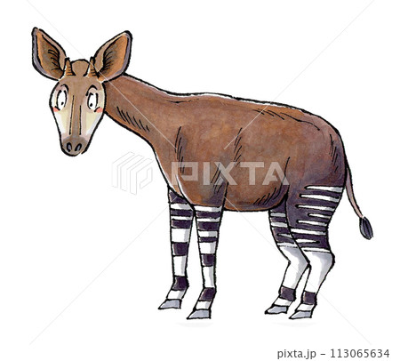 オカピ オカピ 113065634