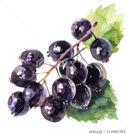 A cluster of blackcurrants, depicted in watercolor on white background A cluster of blackcurrants, depicted in watercolor on white background 113065761