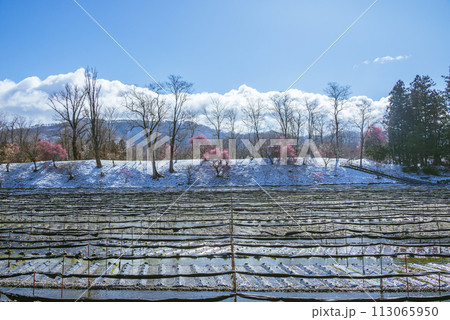 淡雪と梅の花咲くワサビ田【大王わさび農場】 淡雪と梅の花咲くワサビ田【大王わさび農場】 113065950