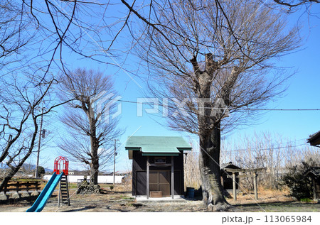 埼玉県児玉郡神川町四軒在家 日枝神社の大ケヤキ 埼玉県児玉郡神川町四軒在家 日枝神社の大ケヤキ 113065984