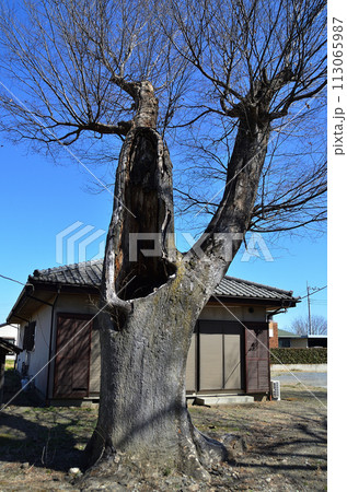 埼玉県児玉郡神川町四軒在家 日枝神社の大ケヤキ 埼玉県児玉郡神川町四軒在家 日枝神社の大ケヤキ 113065987