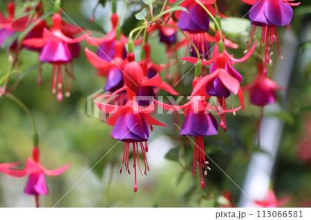 エレガントな雰囲気を持つフクシアの花 エレガントな雰囲気を持つフクシアの花 113066581