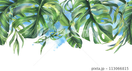 Tropical coconut, banana palm leaves, monstera, monkey mask, frangipani, bright juicy green. Hand drawn watercolor botanical illustration. Seamless border is isolated from the background. 113066815