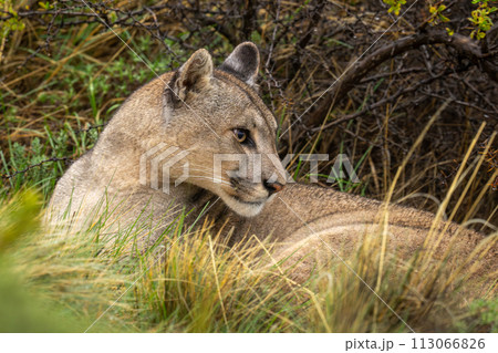 Close-up of puma lying by thick bush 113066826