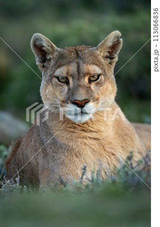 Close-up of puma lying in bushy scrubland 113066836