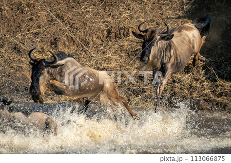 Two blue wildebeest jumping into shallow river 113066875