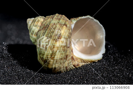 Turbinidae shell on a black sand background 113066908