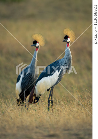 Two grey crowned cranes side-by-side in grassland 113066921