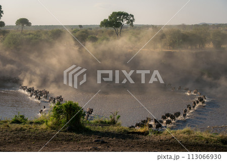 Two lines of blue wildebeest cross Mara 113066930