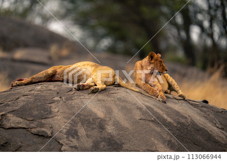 Two lionesses lie on rock near wood 113066944