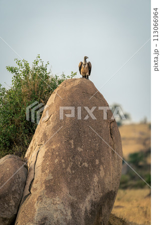 White-backed vulture on rock by leafy bush 113066964