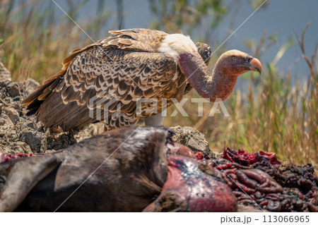 White-backed vulture stands by blue wildebeest carcase 113066965