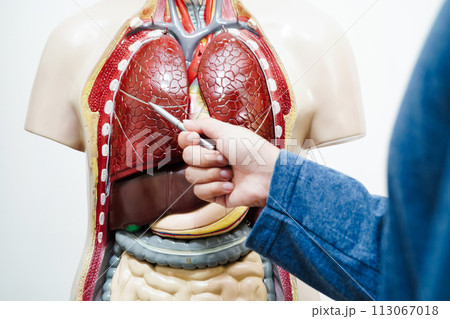 Asian student learning with human body model in anatomy biology in classroom at high school. 113067018