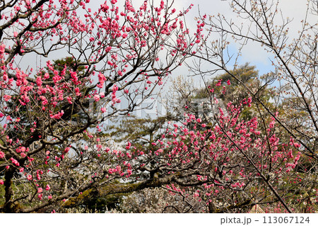 兼六園の梅林の梅 兼六園の梅林の梅 113067124