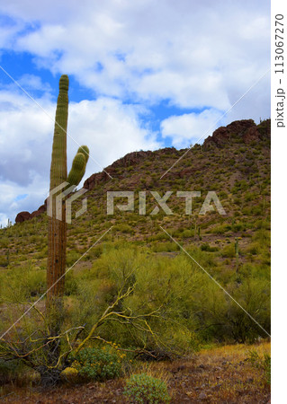 Sonora Desert Arizona Picacho Peak State Park 113067270