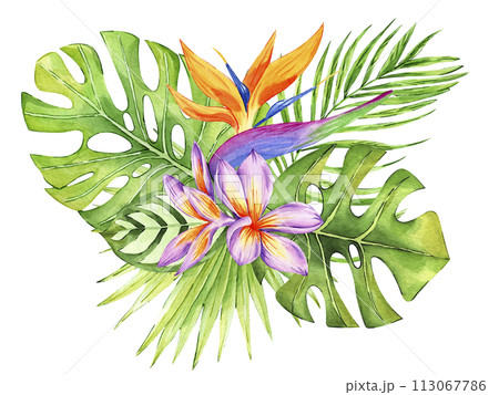 Tropical flower and leaves composition isolated on white background. Watercolor hand drawn illustration of exotic botanical arrangement. Floral bouquet. Perfect for invitations, cards, printing. 113067786