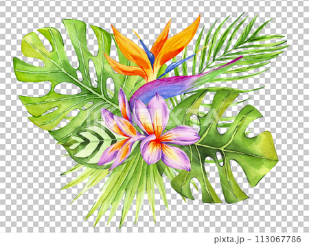 Tropical flower and leaves composition isolated on white background. Watercolor hand drawn illustration of exotic botanical arrangement. Floral bouquet. Perfect for invitations, cards, printing. 113067786