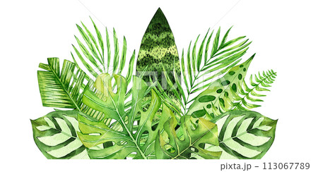 Tropical leaves watercolor illustration isolated on white background. Hand drawn exotic floral composition. Fan palm leaf, monstera, fern. Perfect for printing on cards, invitations, banner, digital 113067789