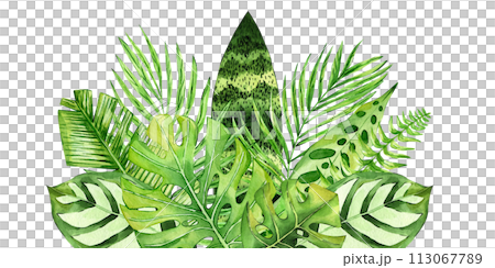 Tropical leaves watercolor illustration isolated on white background. Hand drawn exotic floral composition. Fan palm leaf, monstera, fern. Perfect for printing on cards, invitations, banner, digital 113067789