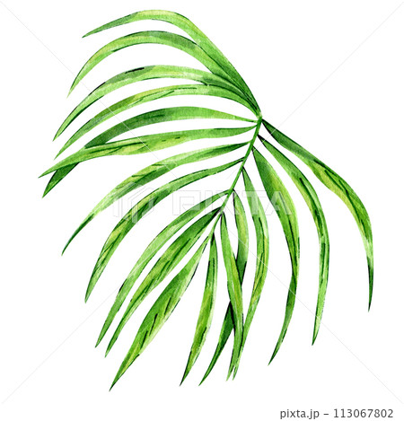 Watercolor hand painted green tropical leaves, tropic plant, palm leaf, monstera, banana tree leaves isolated on white background. Exotic leaf. Botanical elements for decoration and print. Watercolor hand painted green tropical leaves, tropic plant, palm leaf, monstera, banana tree leaves isolated on white background. Exotic leaf. Botanical elements for decoration and print. 113067802