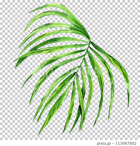 Watercolor hand painted green tropical leaves, tropic plant, palm leaf, monstera, banana tree leaves isolated on white background. Exotic leaf. Botanical elements for decoration and print. Watercolor hand painted green tropical leaves, tropic plant, palm leaf, monstera, banana tree leaves isolated on white background. Exotic leaf. Botanical elements for decoration and print. 113067802