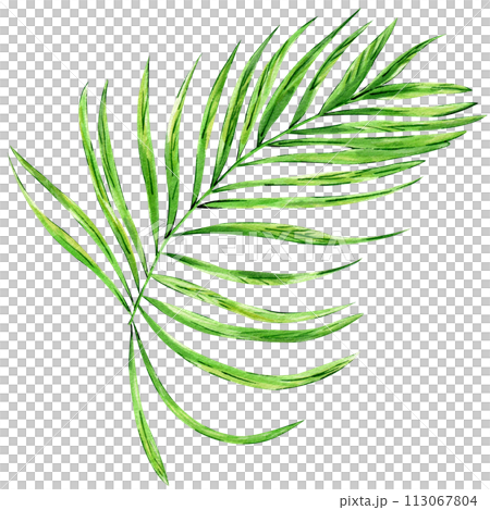 Watercolor hand painted green tropical leaves, tropic plant, palm leaf, monstera, banana tree leaves isolated on white background. Exotic leaf. Botanical elements for decoration and print. Watercolor hand painted green tropical leaves, tropic plant, palm leaf, monstera, banana tree leaves isolated on white background. Exotic leaf. Botanical elements for decoration and print. 113067804