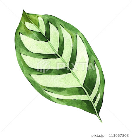 Watercolor hand painted green tropical leaves, tropic plant, palm leaf, monstera, banana tree leaves isolated on white background. Exotic leaf. Botanical elements for decoration and print. Watercolor hand painted green tropical leaves, tropic plant, palm leaf, monstera, banana tree leaves isolated on white background. Exotic leaf. Botanical elements for decoration and print. 113067808
