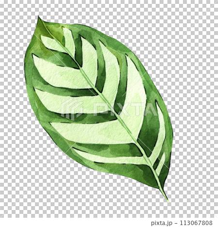 Watercolor hand painted green tropical leaves, tropic plant, palm leaf, monstera, banana tree leaves isolated on white background. Exotic leaf. Botanical elements for decoration and print. Watercolor hand painted green tropical leaves, tropic plant, palm leaf, monstera, banana tree leaves isolated on white background. Exotic leaf. Botanical elements for decoration and print. 113067808