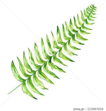 Watercolor hand painted green tropical leaves, tropic plant, palm leaf, monstera, banana tree leaves isolated on white background. Exotic leaf. Botanical elements for decoration and print. Watercolor hand painted green tropical leaves, tropic plant, palm leaf, monstera, banana tree leaves isolated on white background. Exotic leaf. Botanical elements for decoration and print. 113067810