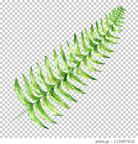 Watercolor hand painted green tropical leaves, tropic plant, palm leaf, monstera, banana tree leaves isolated on white background. Exotic leaf. Botanical elements for decoration and print. Watercolor hand painted green tropical leaves, tropic plant, palm leaf, monstera, banana tree leaves isolated on white background. Exotic leaf. Botanical elements for decoration and print. 113067810