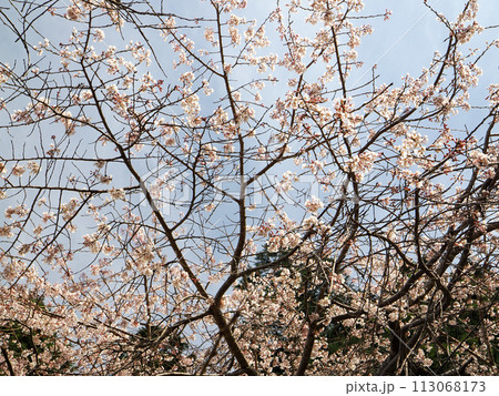 萩市・南明寺のしだれ桜 113068173