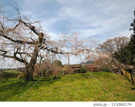 萩市・南明寺のしだれ桜 113068174