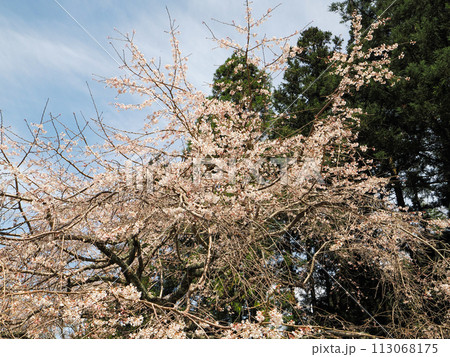 萩市・南明寺のしだれ桜 113068175