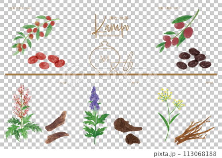 Herbal medicine vector illustration set 1 (red jujube, black jujube, rhubarb, tsuzi, chaihu) Herbal medicine vector illustration set 1 (red jujube, black jujube, rhubarb, tsuzi, chaihu) 113068188