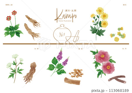 生薬ベクターイラストセット3（高麗人参・菊花・当帰・葛根・牡丹） 113068189