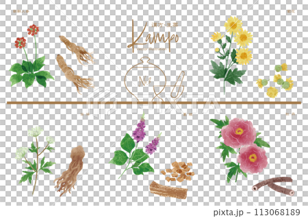 生薬ベクターイラストセット3（高麗人参・菊花・当帰・葛根・牡丹） 113068189